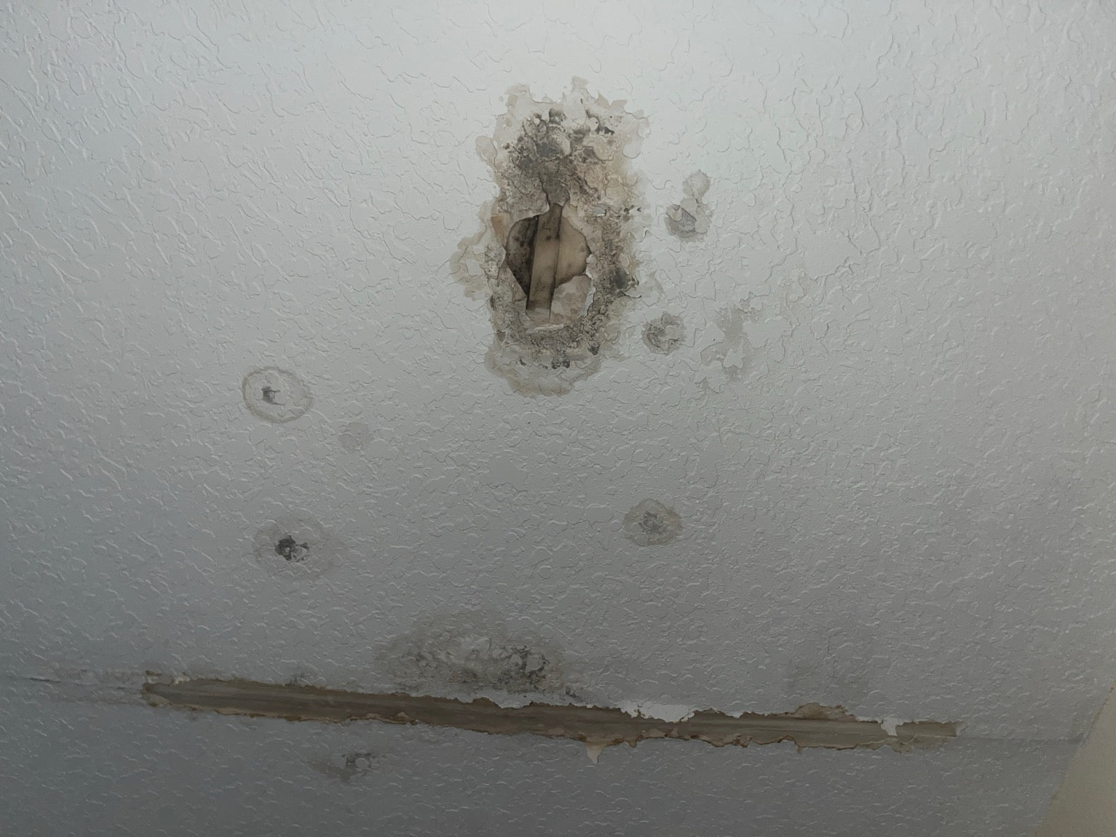 Mold — Mold vs. mildew: how to tell the difference in your home