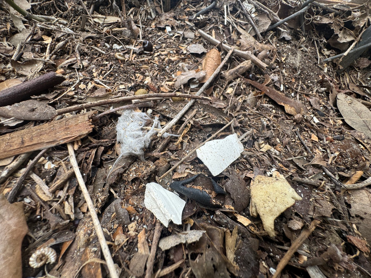 Lead Paint in Soil — Lead in garden soil: is it safe to grow vegetables?