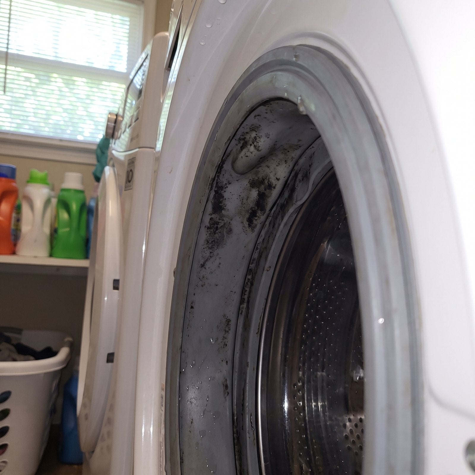 Mold on a washing machine door gasket