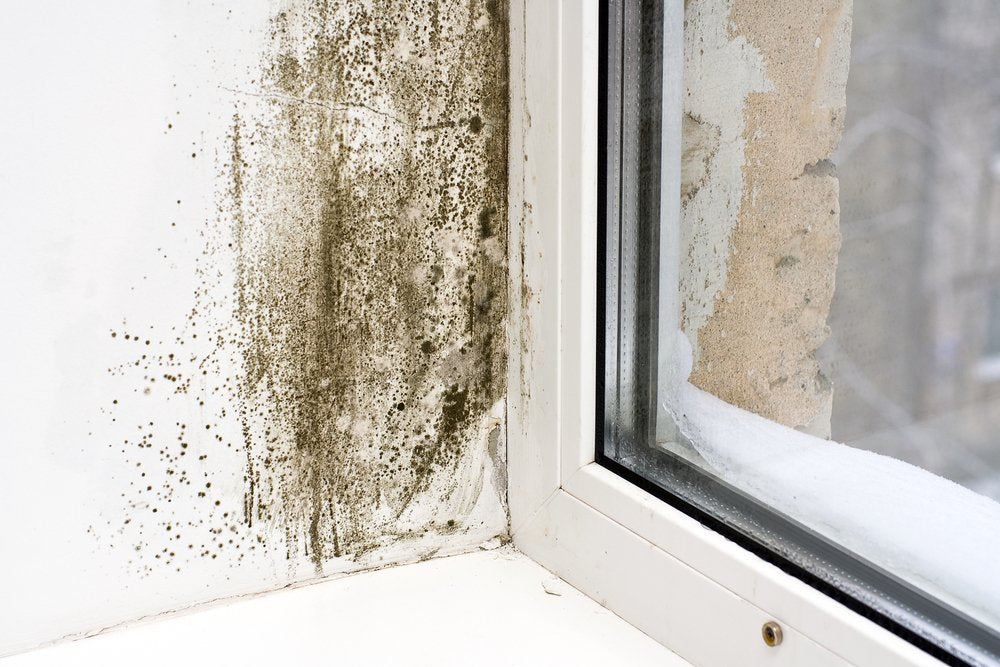 Winter Mold: Why, How to Stop it, and More