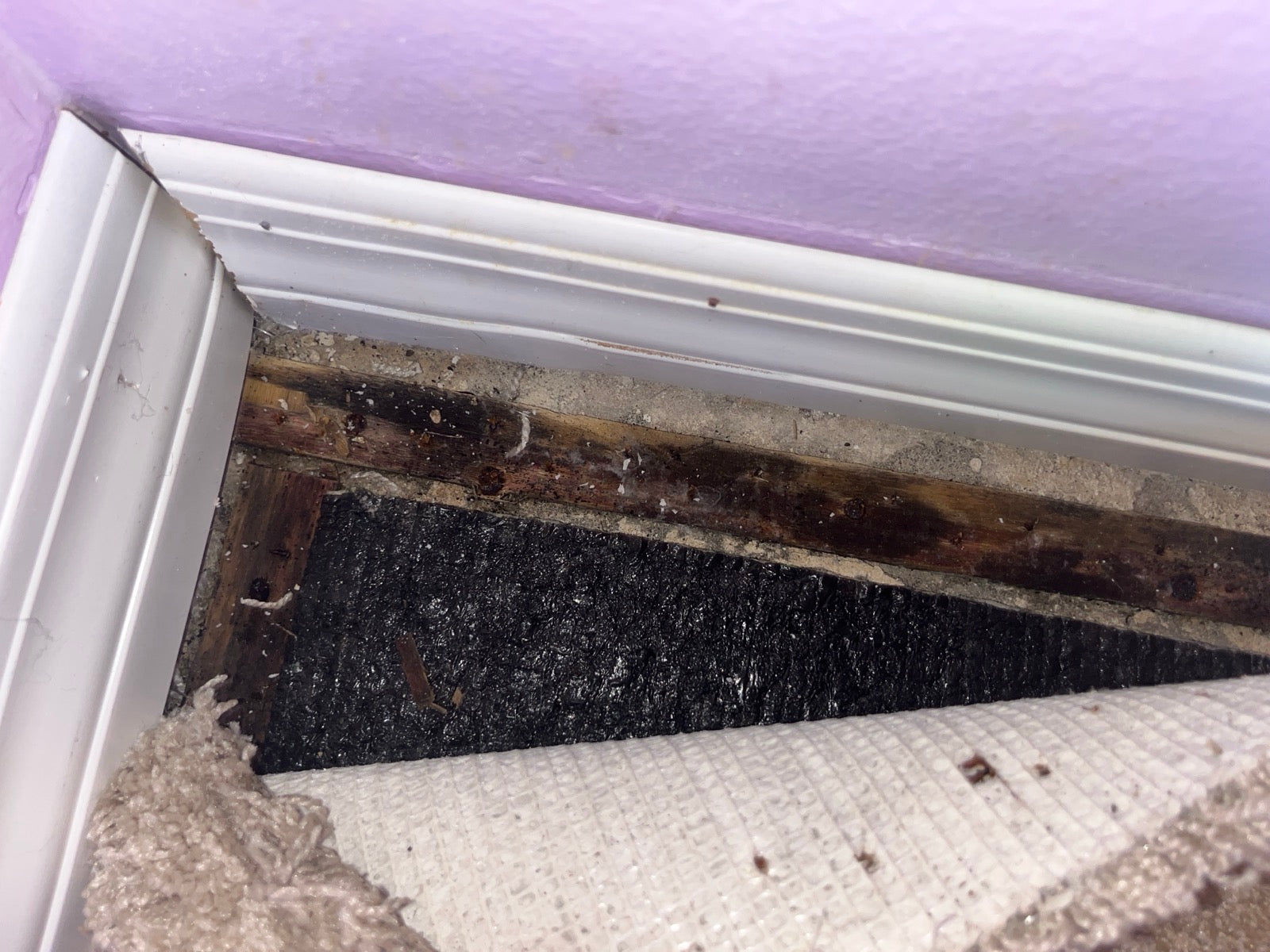 Mold — Ascension Parish couple battles mold, water damage following new home setup - WBRZ