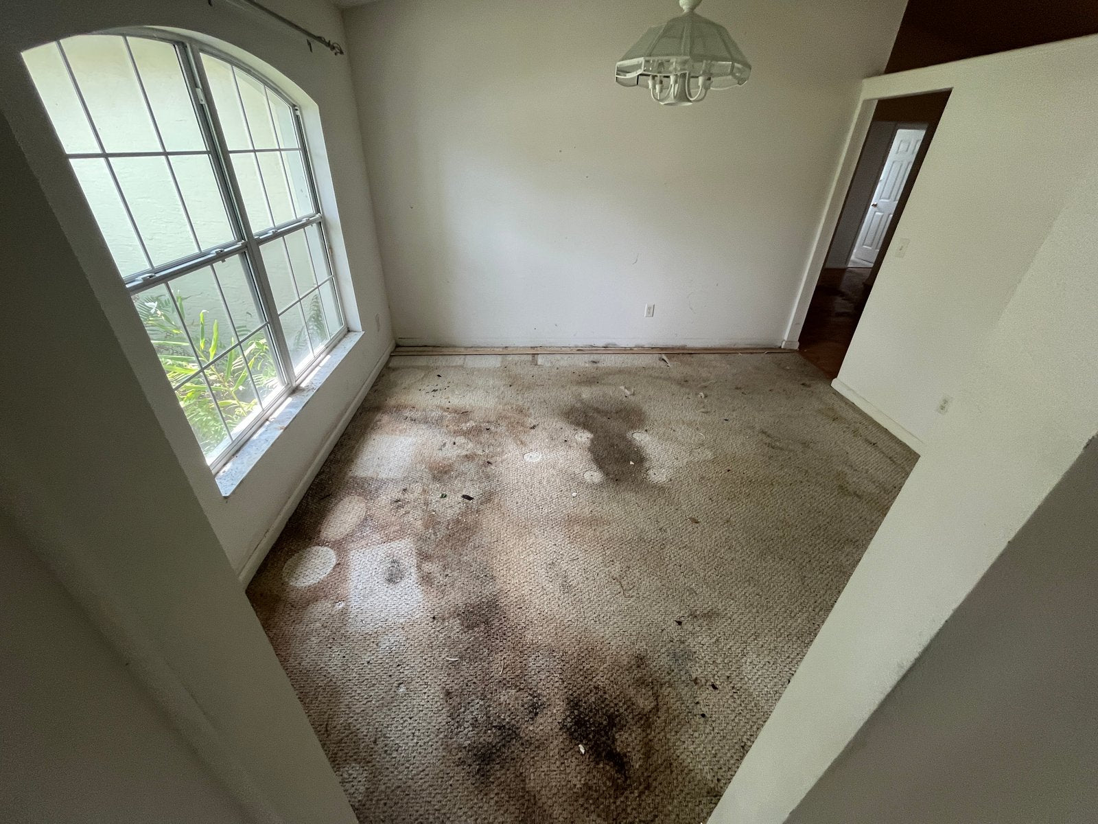 Remediation Overview — Water Damage Restoration of Round Rock Shares How Mold Remediation Helps Protect Homes in Round R