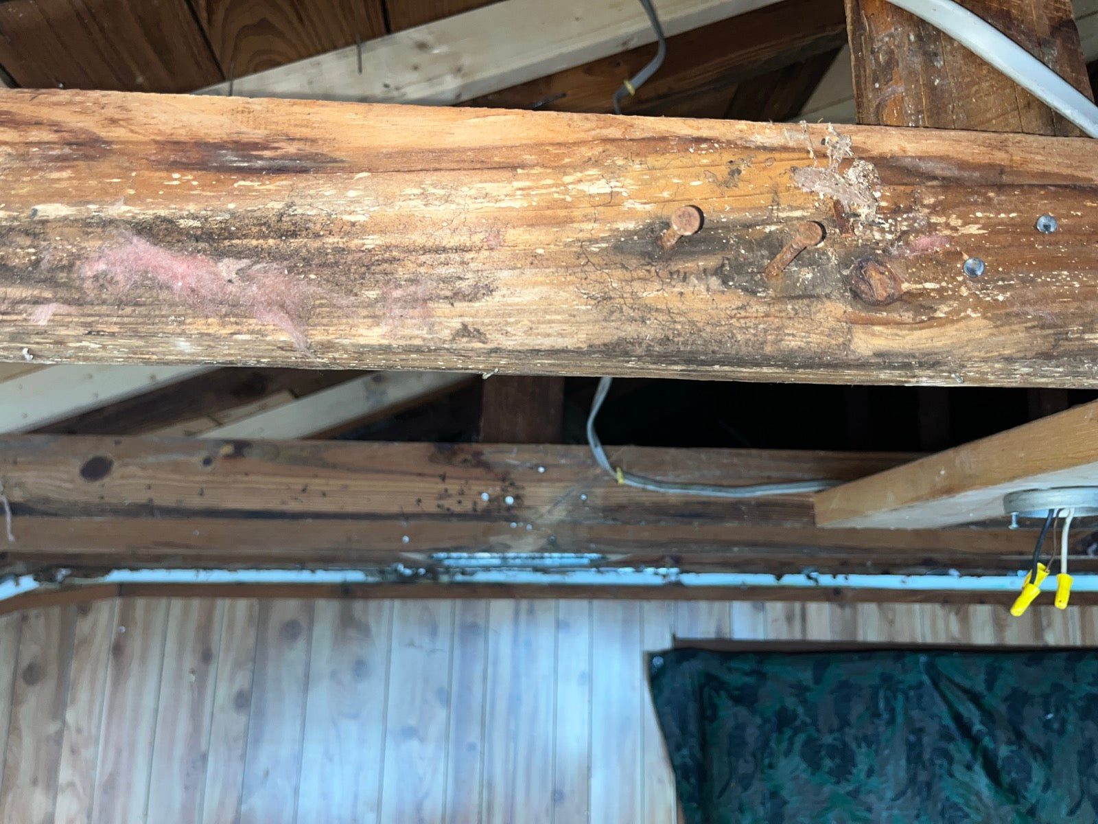 Mold — Musty smell but no visible mold: what it means