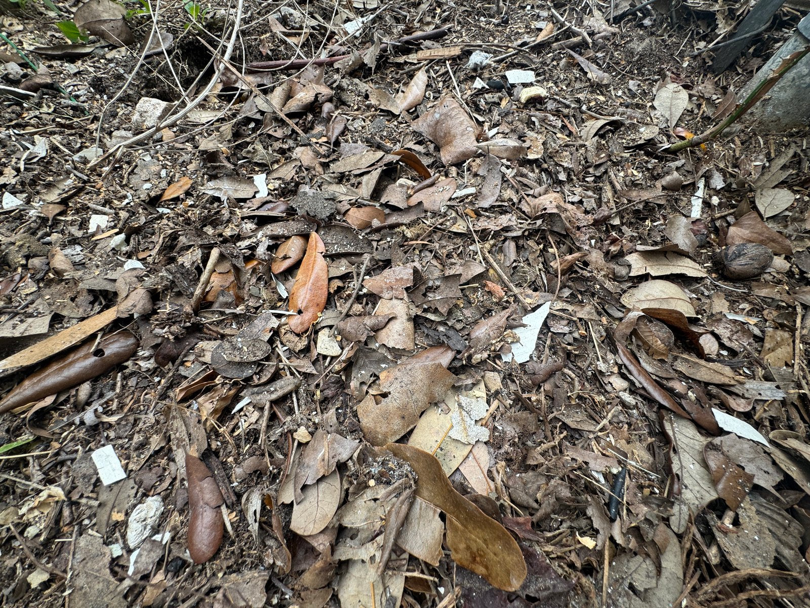 Peeling lead paint chips near an older home