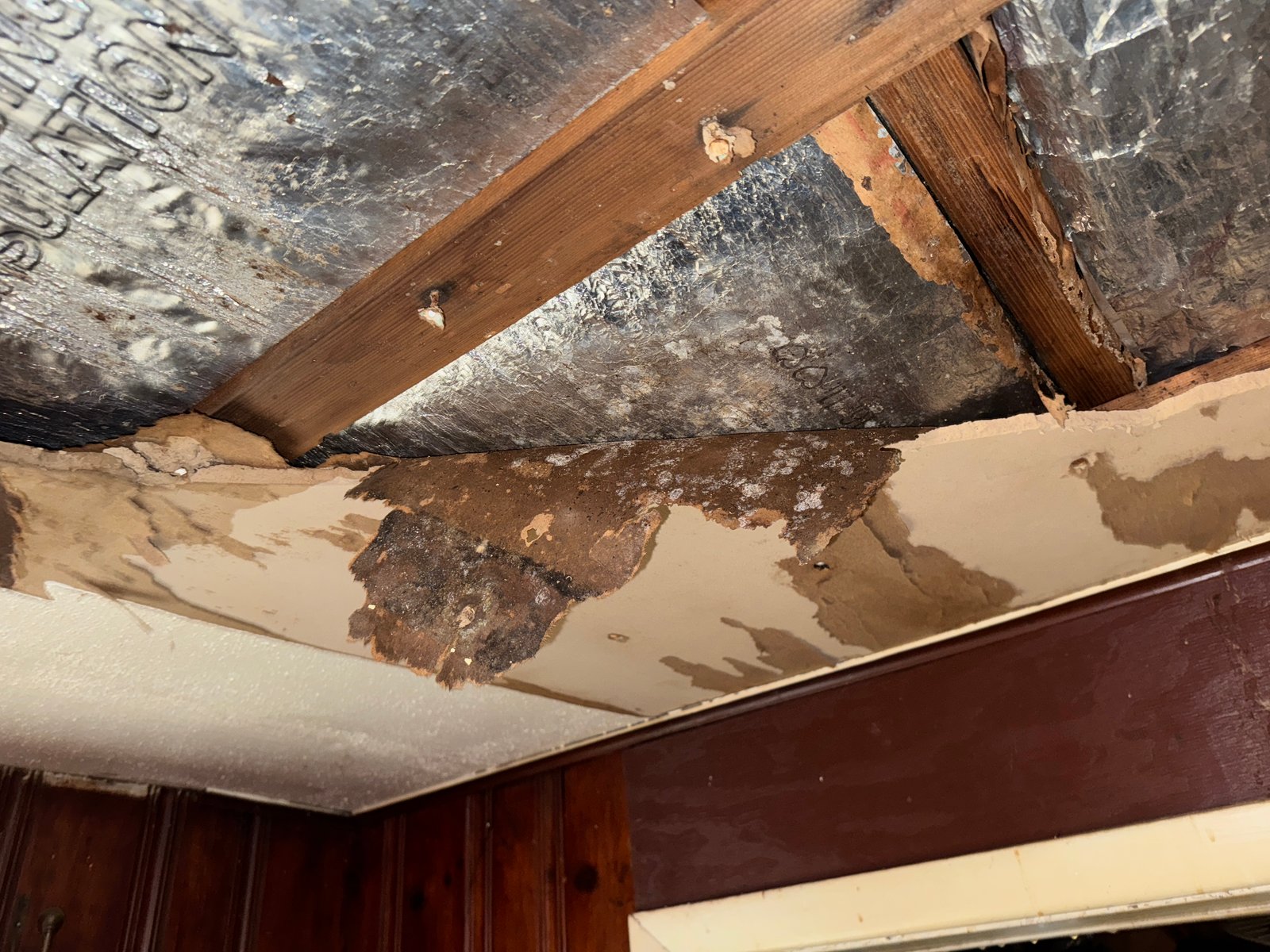 Mold — Tenant denied refund after claiming large amounts of mould found in rental unit - CBC