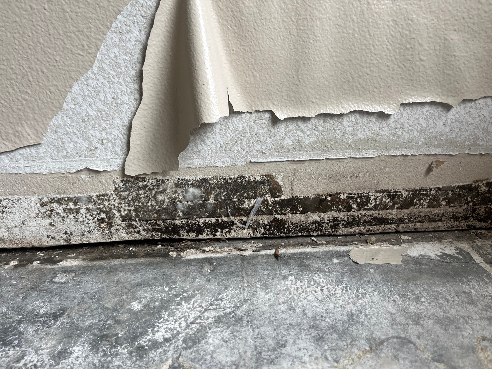 Mold — Tenant denied refund after claiming large amounts of mould found in rental unit - CBC