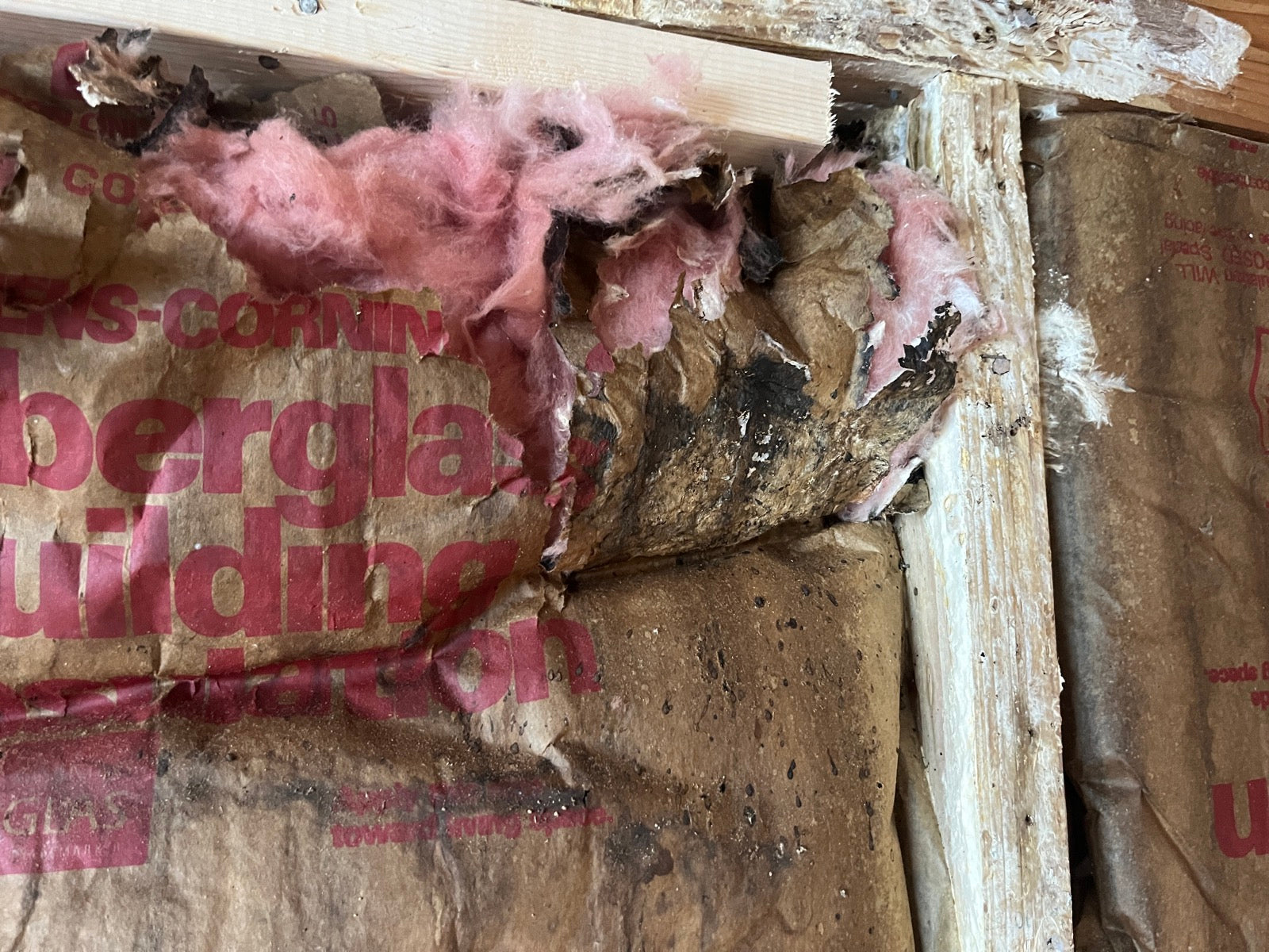 Mold — Black mold symptoms every homeowner should recognize