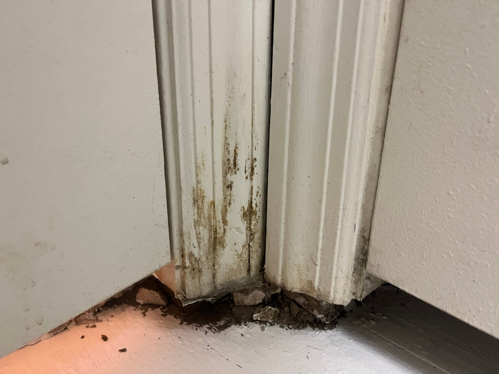 Mold — $1.4M headed to residents living in Helene-damaged homes with mold, mildew - WLOS