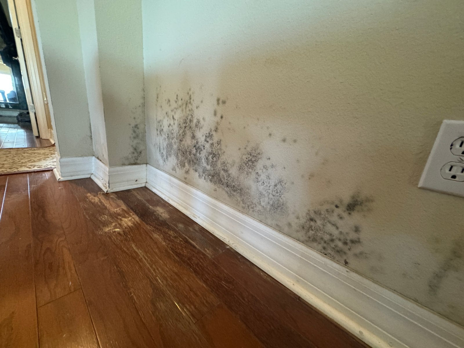 Mold — $1.4M headed to residents living in Helene-damaged homes with mold, mildew - WLOS