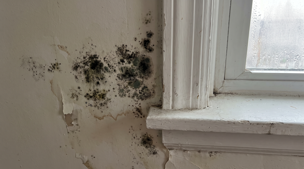 A close-up of black and green mold spreading across the interior drywall of a home, near a window frame