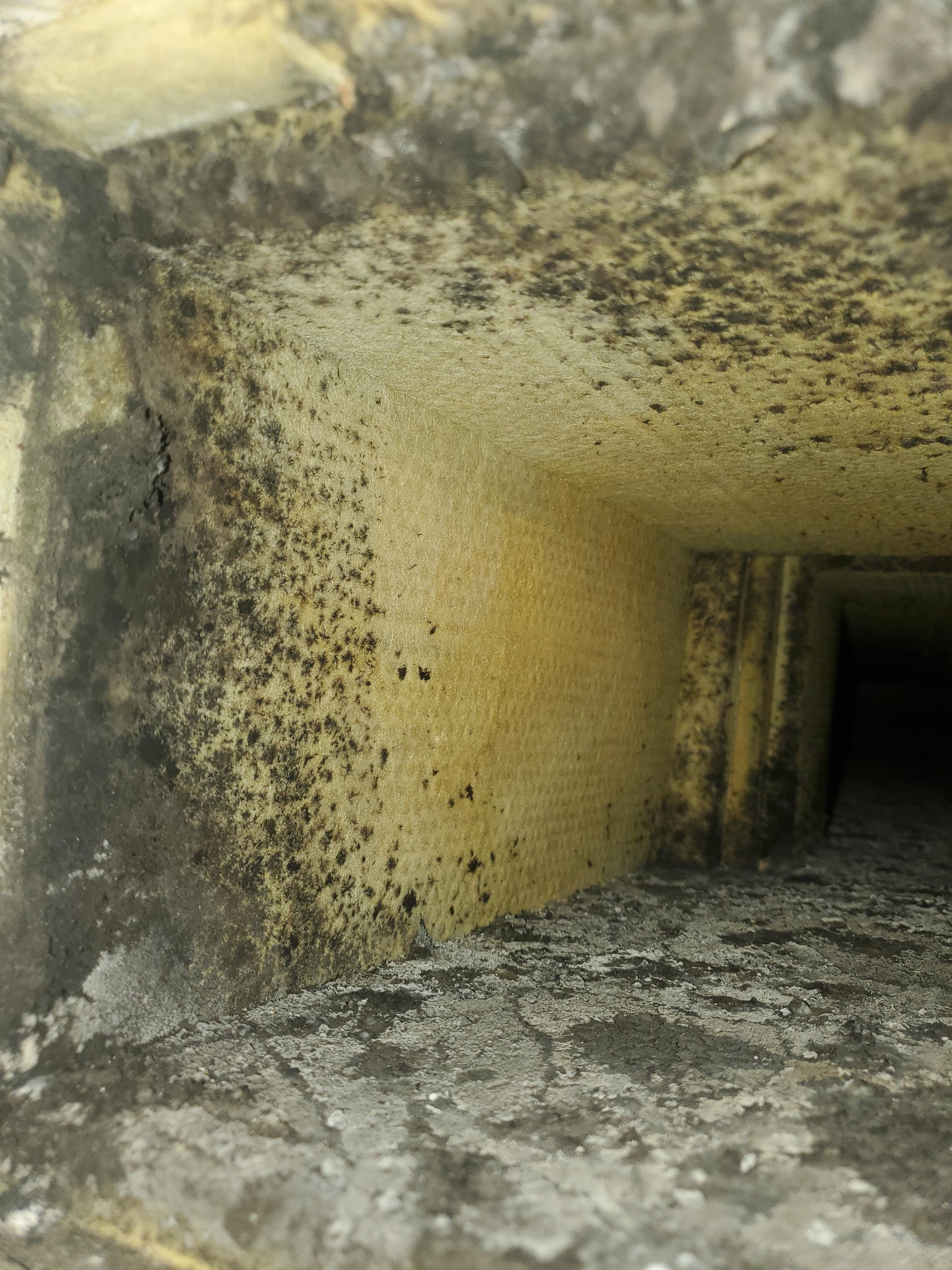 Toxic Mold and Tenants: Essential Information for Rental Properties