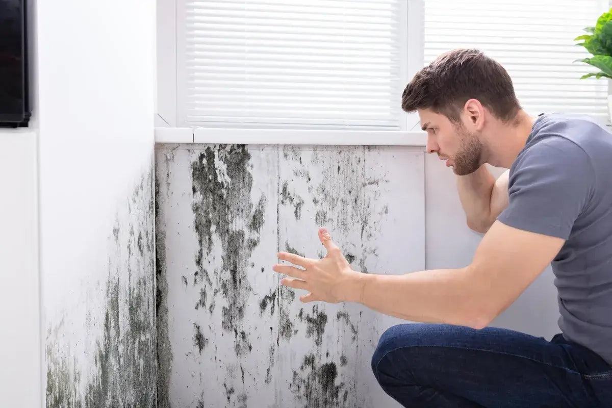 10 Expert Tips to Detect and Prevent Mold Growth in Your Home